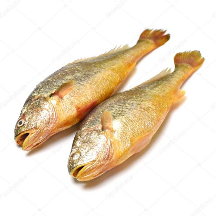 yellow croaker fish