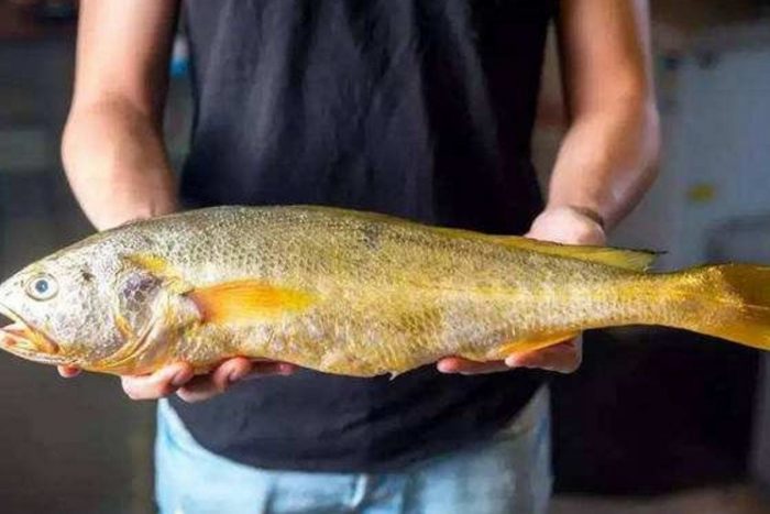 yellow croaker fish