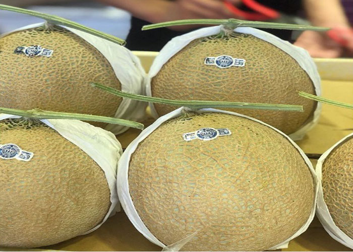 melon costs 18 lakh rupees