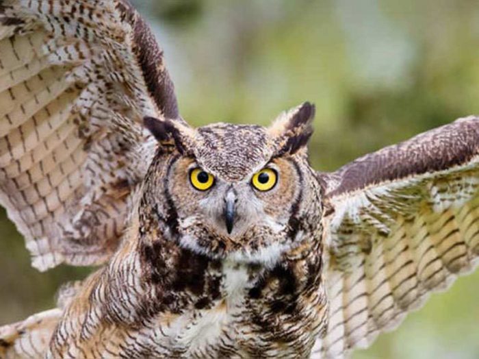 owl maa lakshmi vahan 