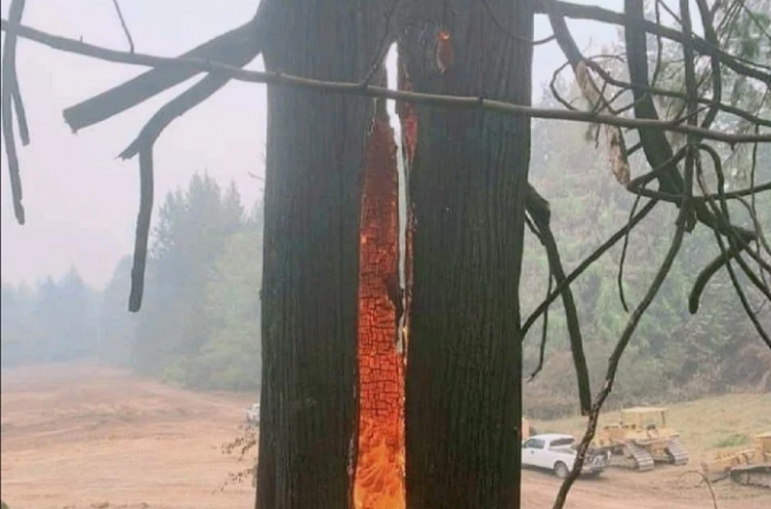 burning tree california