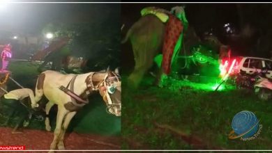 angry elephant ransacked the wedding out of fear the groom ran away leaving the buggy