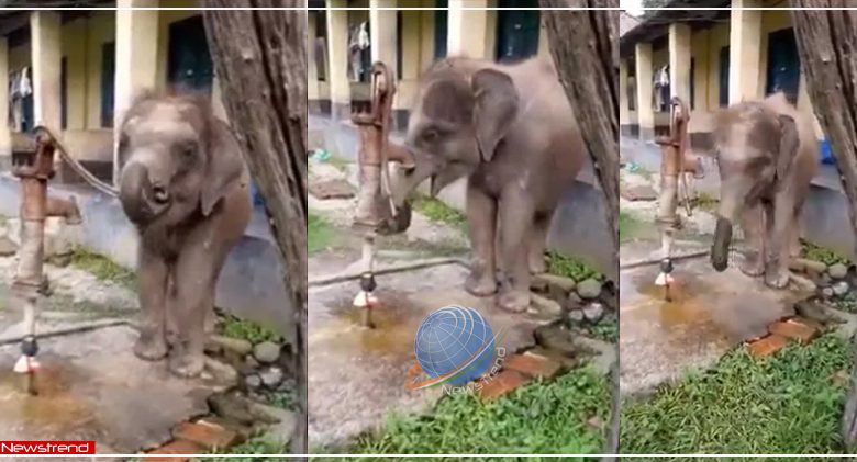 baby elephant drinking water hand pump
