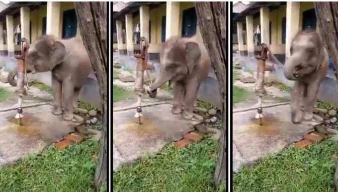  baby elephant drinking water