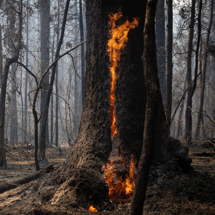 burning tree california