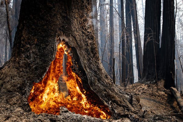 burning tree california
