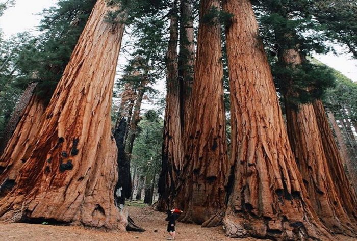 burning tree california