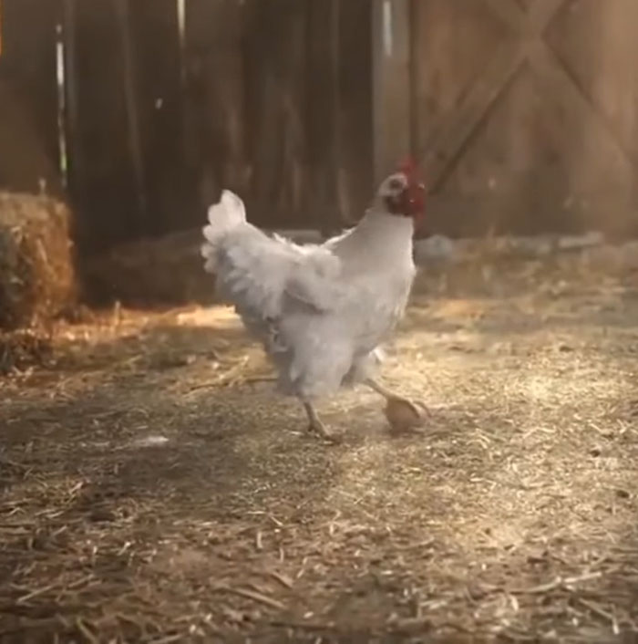 chicken stunt with egg