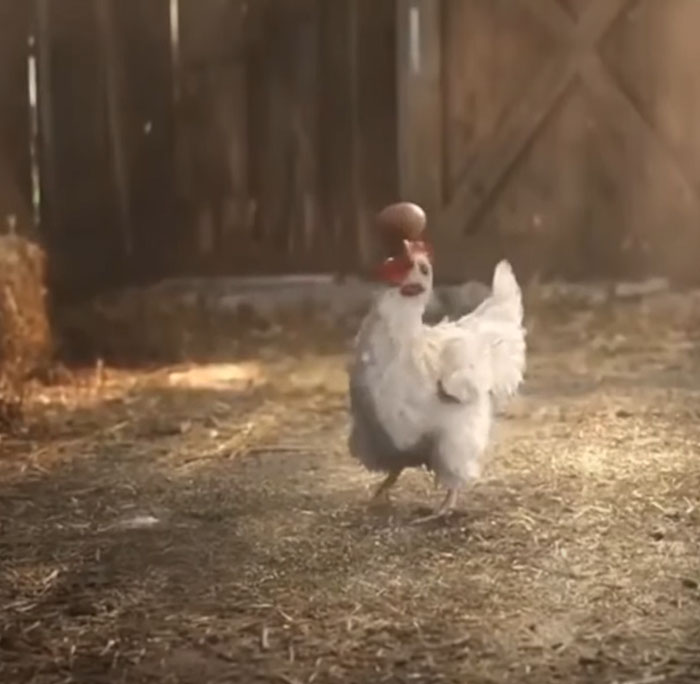chicken stunt with egg