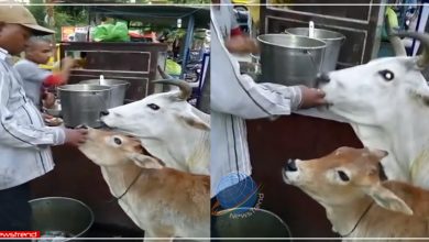 cow eat golgapa