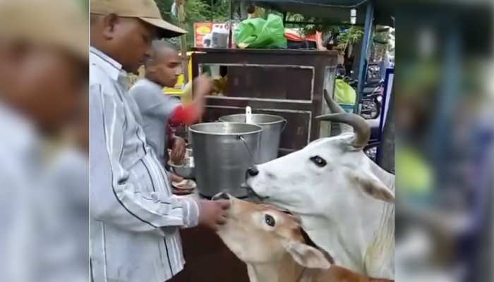 cow eating golgappa