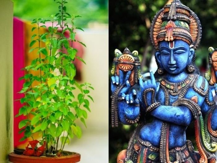 devi tulsi keep fast for lord vishnu