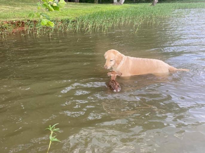 dog and dear