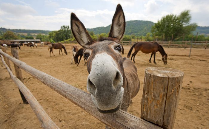 donkey milk