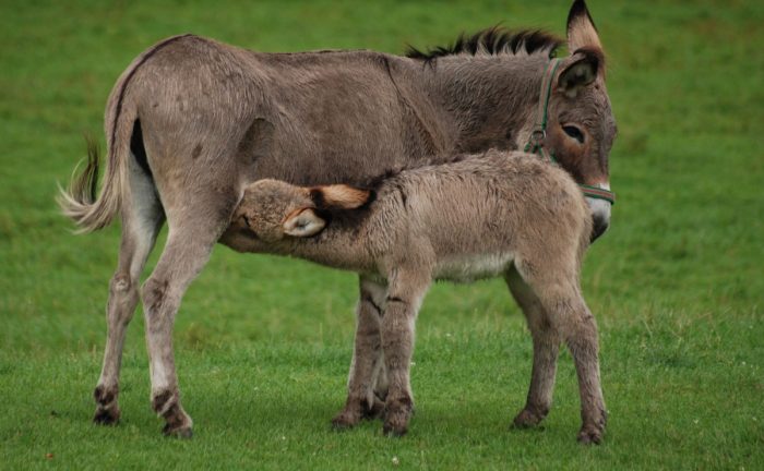 donkey milk