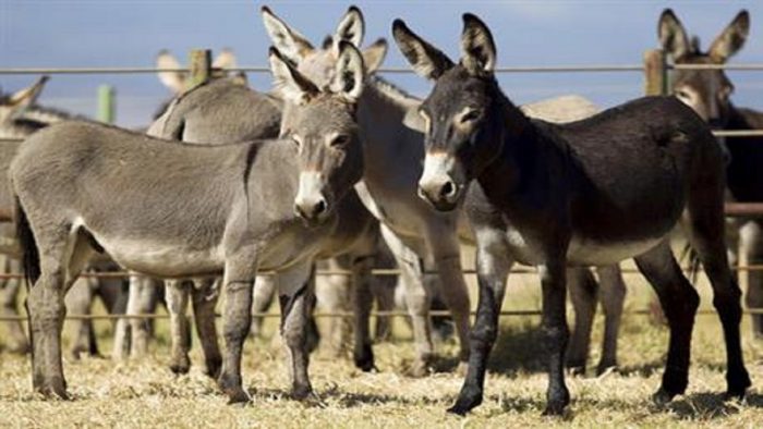 donkey milk