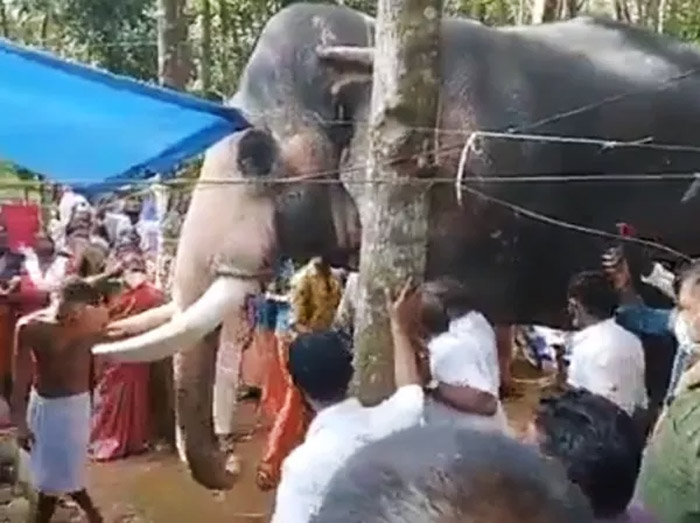 elephant-comes-all-the-way-to-bid-final-adieu-to-his-mahout-who-passed-away