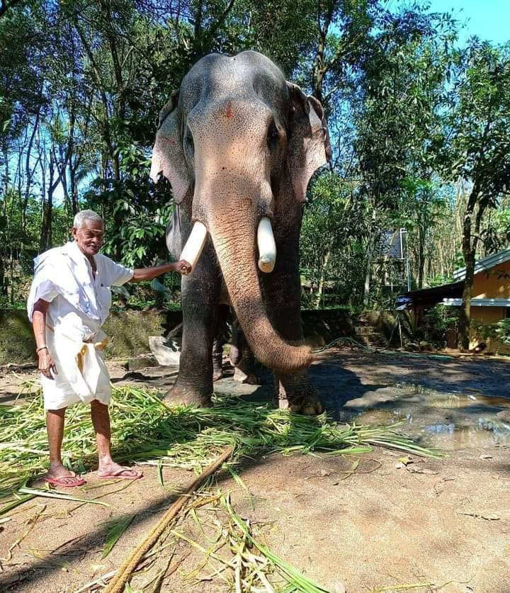 elephant-comes-all-the-way-to-bid-final-adieu-to-his-mahout-who-passed-away