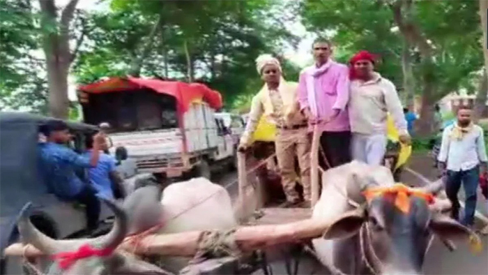 groom-and-the-baratis-rides-bullock-carts-to-reach-bride-house