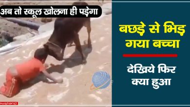kids fight with baby cow