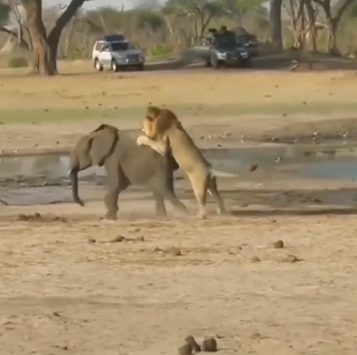 lion-shows-amazing-hunting-skills-on-elephant-baby