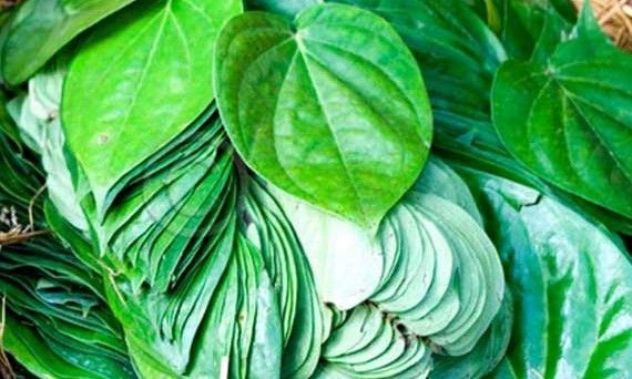 Benefits of betel leaf