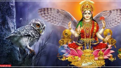 owl maa lakshmi mata