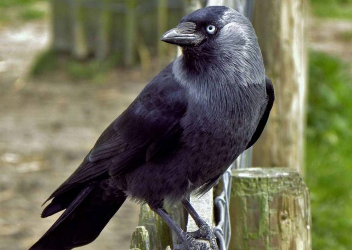 crow gives auspicious sign