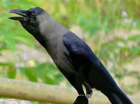 crow gives auspicious sign