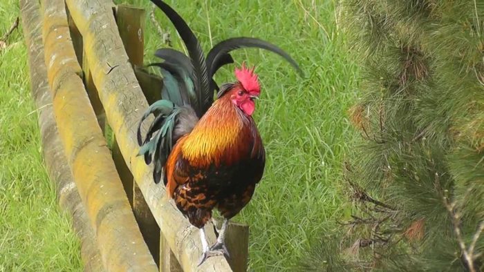Rooster crowing 