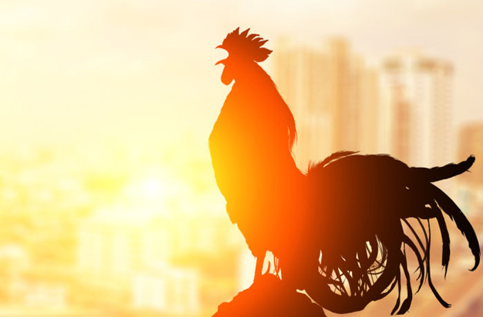Rooster crowing 