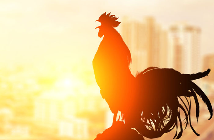 Rooster crowing 