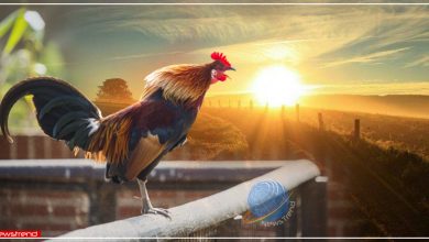 Rooster crowing