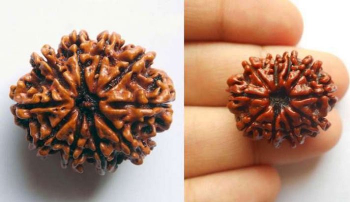 Rudraksha