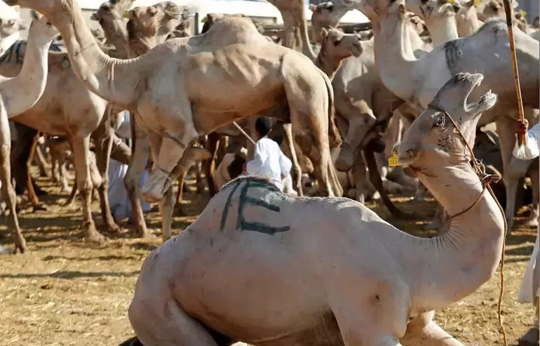 bakra eid slaughter ban Jammu kashmir