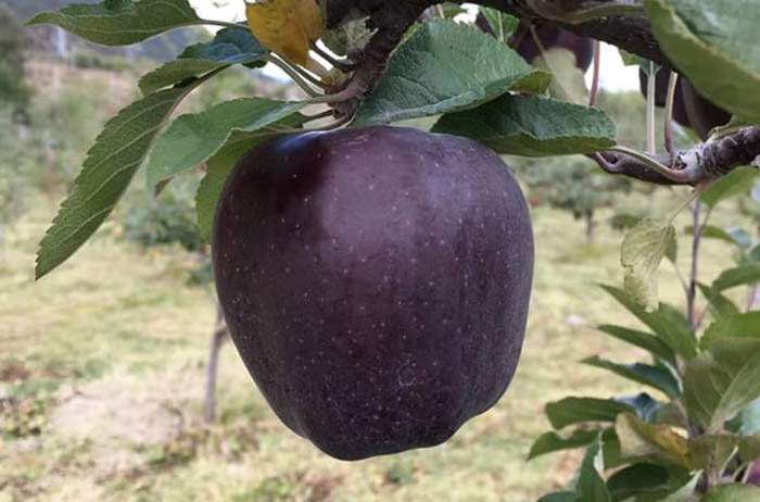 black diamond apple price