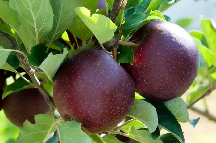 black diamond apple price