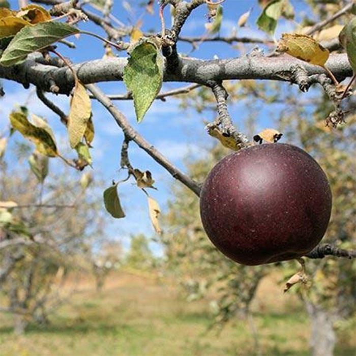 black diamond apple price