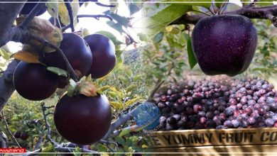 black diamond apple