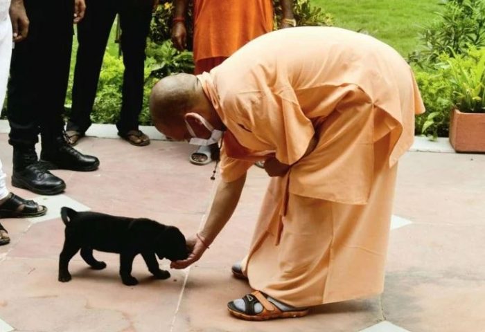 cm yogi pet