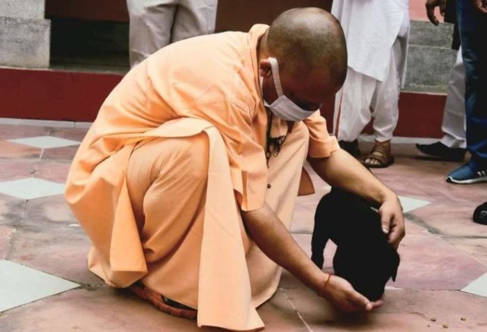 cm yogi pet