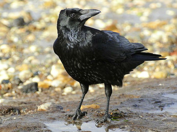 crow gives auspicious sign