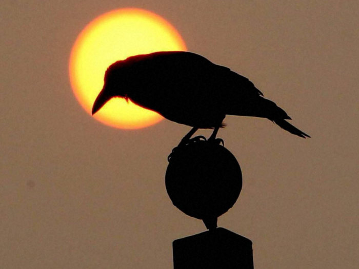 crow gives auspicious sign