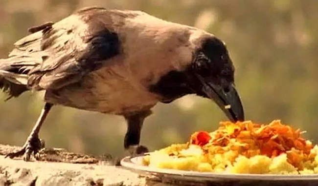 crow gives auspicious sign