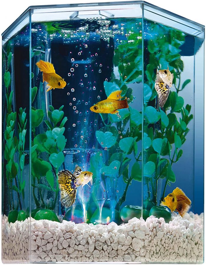 fish aquarium