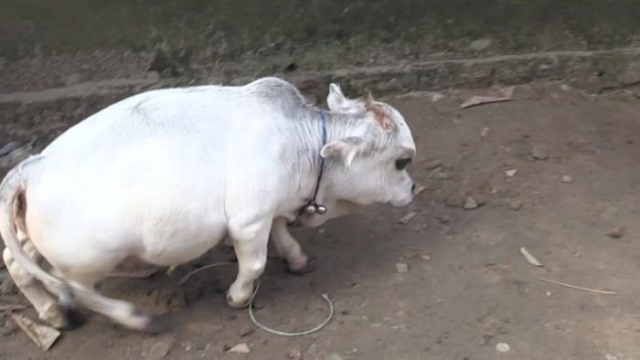 world-smallest-cow-found-in-bangladesh