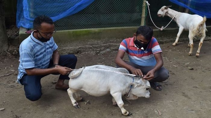world-smallest-cow-found-in-bangladesh