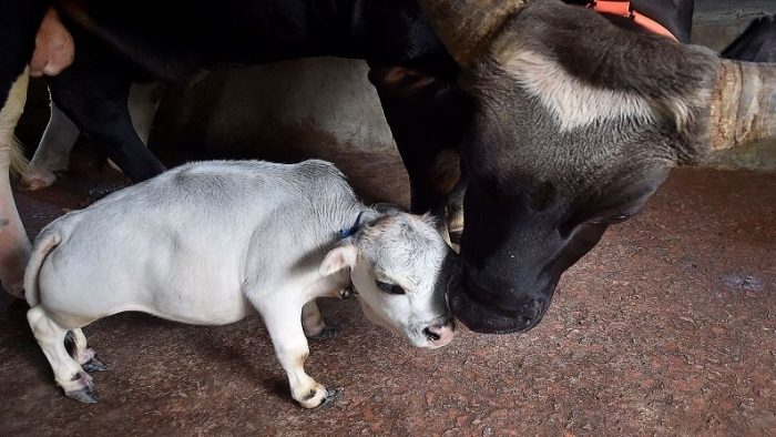 world-smallest-cow-found-in-bangladesh