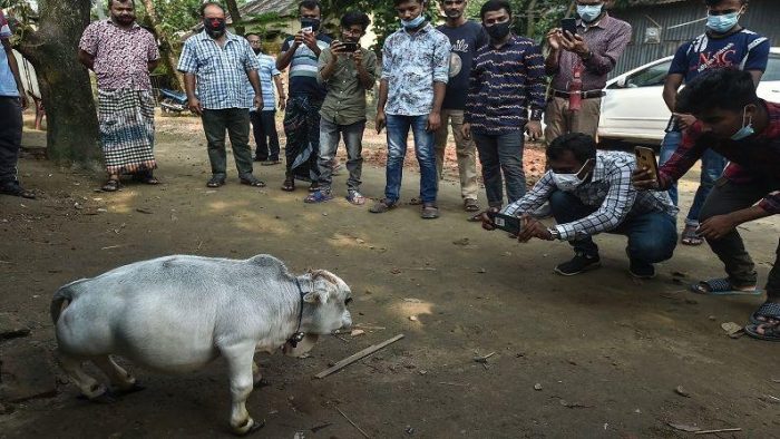 world-smallest-cow-found-in-bangladesh