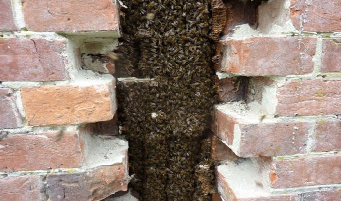 bee in house